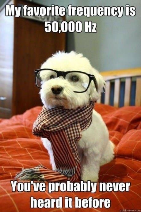 Community Post: 20 Jokes Only A Physics Nerd Will Appreciate Anjing Maltese, Hipster Dog, Clean Memes, Love My Dog, White Dog, Wearing Glasses, Memes Humor, Dope Art, Cute Animal Photos