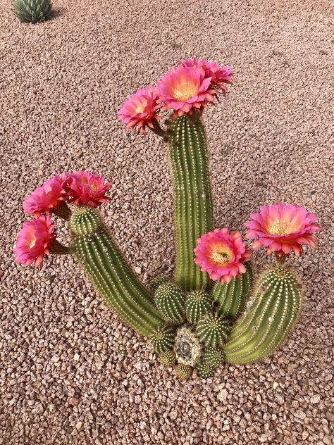 Southwestern Plants, Darwin Finches, Cactus With Pink Flower, Mexican Plants, Arizona Flowers, Arizona Flower, Cactus Pictures, Flower Cactus, Cactus Rose