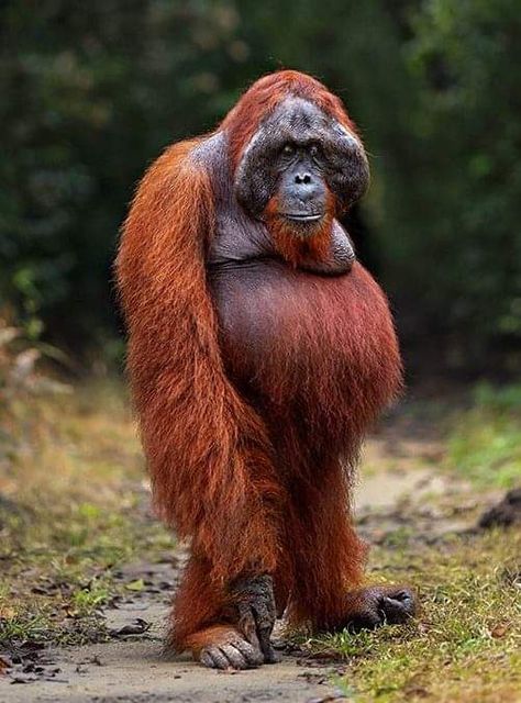 Orangatang Funny Hilarious, Orangatang Art, Bornean Orangutan, Sumatran Orangutan, Baby Orangutan, Ape Monkey, Great Ape, Monkeys Funny, Rare Animals