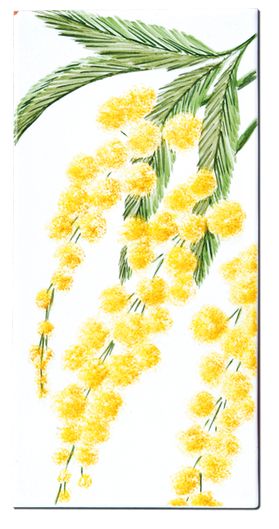 Mimosa Tree Drawing, Mimosas Flores, Mimosa Painting, Mimosa Drawing, Mimosa Watercolor, Mimosa Illustration, Fireplace Pictures, Australian Flowers, Australian Native Flowers