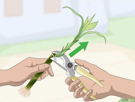 How to Propagate Lucky Bamboo: 14 Steps (with Pictures) - wikiHow Propagate Lucky Bamboo, Lucky Bamboo Care, Indoor Bamboo Plant, Bamboo Plant Care, Indoor Bamboo, Lucky Bamboo Plants, Bamboo Care, Bamboo Planter, Making Plant Pots