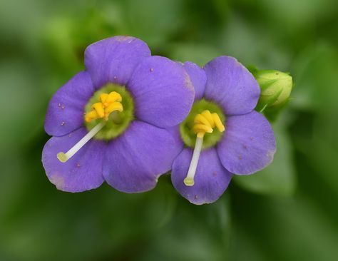 Exacum affine Richard Ellis, Persian Violet, Cat Safe Plants, Flowering House Plants, Cat Plants, Plant Book, Colorful Gifts, Mother Nature, House Plants