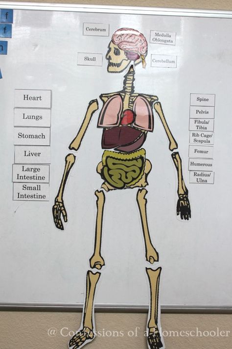 Life Size Human Anatomy Activity from Confessions of a Homeschooler Anatomy Printables, Human Body Printables, Human Body Unit Study, Free Human Body, Human Body Science, Human Body Activities, Anatomy Coloring Book, Human Body Unit, Human Body Anatomy