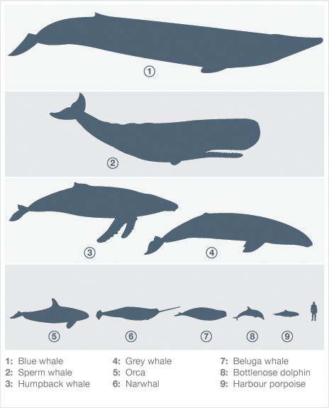 66f15c031273f66e69ff6b54500899e5.gif 464×575 pixels Blue Whale Size Comparison, Blue Whale Size, Jonah And The Whale, Gray Whale, Bottlenose Dolphin, Sperm Whale, Save Our Oceans, Comparison Chart, Beluga Whale