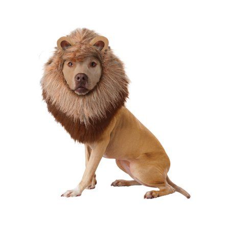 Animal Planet Lion Dog Costume Dog Lion Costume, Costume Lion, Lion Halloween, Pet Lion, California Costumes, Lion Costume, Lion Dog, Pet Halloween Costumes, Lion Mane