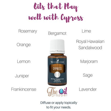 What to do with Cypress? Try mixing it with one of these oils to create a unique blend just for you. www.theoildropper.com to learn more about cypress Young Living Cypress, Terra Essential Oils, Oil Therapy, Living Oils Recipes, Oil Dropper, Cypress Essential Oil, Essential Oil Diffuser Blends Recipes, Young Living Essential Oils Recipes, Yl Oils