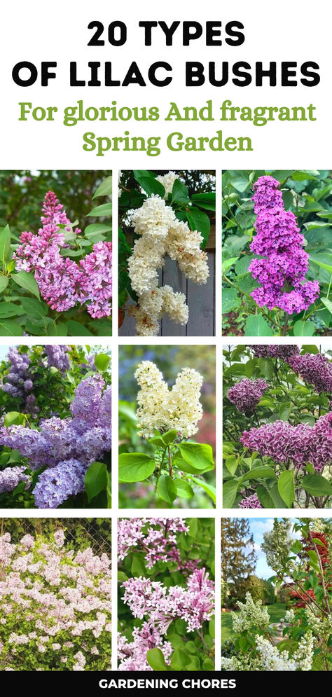 20 Stunning Lilac Varieties To Fill Your Garden with fragrance and Color Lilac Bushes Landscaping, Lilac Garden Ideas, Lilac Landscaping Ideas, Lilac Trees And Bushes, Lilac Bush Landscaping, Miss Kim Lilac Bush, Lilac Plants, Lilac Hedge, Prune Lilac Bush