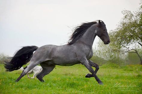 TWH Stallion, Cai Arabi, Tennessee Walker, Stallion Horse, Tennessee Walking Horse, Horse Running, Horse Pics, Horse Colors, Walking Horse, Most Beautiful Horses