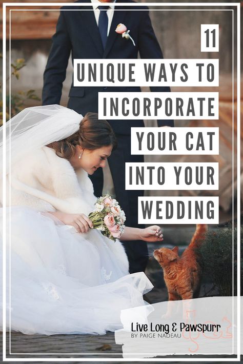 Pets In Weddings Cats, Cats In The Wedding, Ways To Incorporate Pets In Wedding, Incorporate Pets In Wedding, Cats In Weddings Ideas, Incorporating Cats In Wedding, Include Pets In Wedding, Cat At Wedding, Cat In Wedding