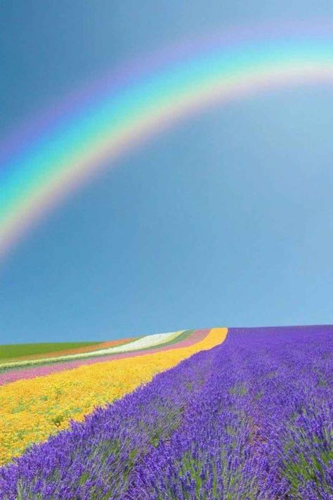 The 23 Most Oddly Satisfying Photos You'll Ever See - BlazePress Satisfying Photos, Christian Canvas, Image Nature, Landscape Designs, Beautiful Rainbow, Flower Field, Canvas Paintings, Amazing Nature, Nature Pictures