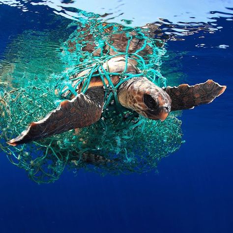 Sea Life Animals, Ocean Projects, Marine Pollution, Ocean Pollution, Sea Life Art, Bottom Of The Ocean, Underwater Photographer, Life Paint, Water Pollution