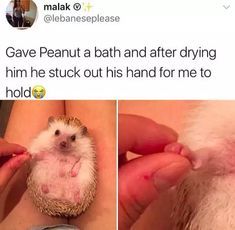 Cute Animal Memes, A Hedgehog, Funny Animal Jokes, Baby Animals Funny, Funny Animal Memes, Cute Animal Photos, Animal Jokes, Cute Animal Pictures, Cute Creatures