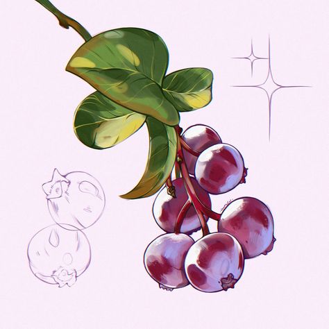 Berries 🤤 . . . #berries #fruit #nature #naturelovers #digital #digitalart #procreate #procreateart #fruitart #berries🍓 #drawing #summer #summertime Saskatoon Berry Illustration, Juniper Berry Illustration, Digital Art Fruit, Holly Berry Drawing, Blackberry Drawing, Fruit Illustration Art, Berries Drawing, June Berry, Berry Drawing