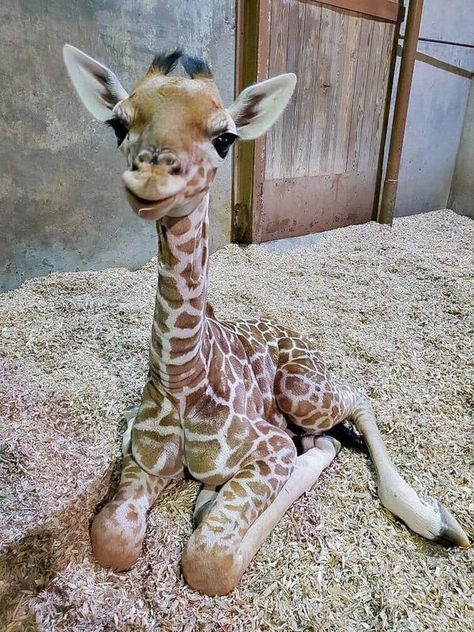 Cute Giraffes, Giraffe Pictures, Fierce Animals, Zoo Babies, Dangerous Animals, Baby Animals Pictures, Cute Giraffe, Animal Photos, Silly Animals