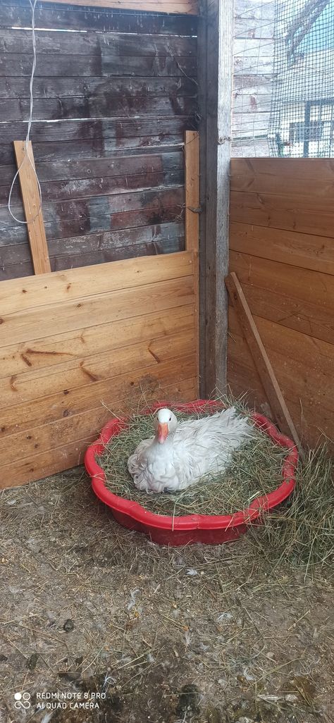 A white sebastopol goose sitting on eggs  and nesting Goose Nesting Boxes, Goose Habitat, Yard Goose, Galloping Goose Trail, Spruce Goose, Sebastopol Geese, Habitat, Ladder Decor, Pen