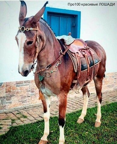 Mules Animal, Rasy Koni, Horse Gear, All The Pretty Horses, Pretty Horses, Horse Photography, Horse Pictures, Horse Breeds, Horse Love