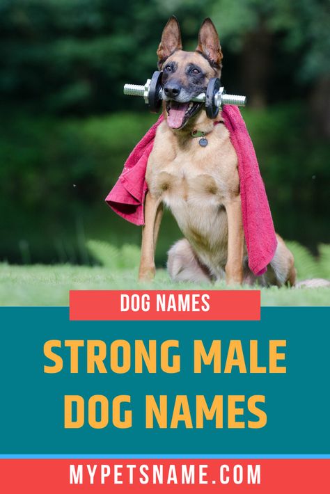 Dogs are often renowned for their strength, and therefore deserve a fearless powerful name which suits them. We have compiled a list of strong male dog names that indicate the strength of male canines, taking inspiration from films and famous historical figures. Take a look!  #strongmaledognames #maledognames #strongdognames Strong Dog Names Male, Strong Dog Names, Brown Dog Names, Male Dog Names, Popular Boy Names, Strong Boys Names, Dog Names Unique, German Shepherd Names, Female Dog Names