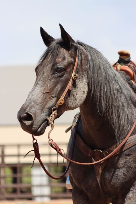 Quarter Horse Aesthetic, Horse Western Aesthetic, Horses Tacked Up Western, Wild West Horse Aesthetic, Roan Horse, Horseback Riding Western, Miniature Ponies, Unusual Horse, Ranch Horse