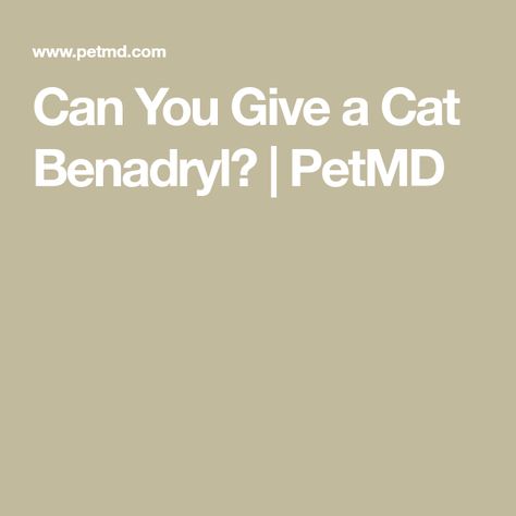 Can You Give a Cat Benadryl? | PetMD Benadryl For Cats, Cat Allergies, Cat Care Tips, Cat Help, Cat Care, For Cats, A Cat, Allergies, Animal Lover