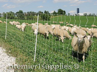 Select The Best Electric Fence Design For Your Sheep - Premier1Supplies Sheep Fence, Shearing Sheep, Goat Shelter, Electric Fencing, Sheep And Goat, Electric Sheep, Poultry Supplies, Backyard Poultry, Dairy Goats