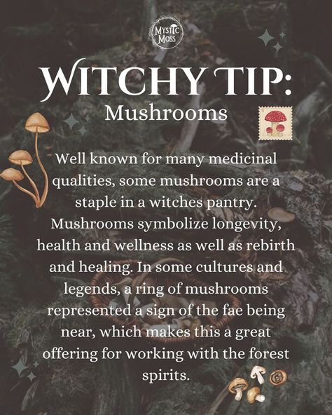 ✨🌱🍄 🍄‍🟫 🍄 🍄‍🟫🌿✨ Did you know that using mushrooms in Magick has been dated back as early as 7000 bce? It’s no secret the use of many edible mushrooms like reishi, lions mane, shiitake, Turkey tail and more can improve longevity, heart health, stomach health, memory and so much more. But the use of mushrooms as an offering in a ritual can also enhance the effectiveness of any spell being set for transformation, growth, rebirth, health, resilience, connection and removing toxic things from our ... Stomach Health, Herbal Magic For Wiccans, Lions Mane, Turkey Tail, Witchcraft Books, Wiccan Altar, Edible Mushrooms, Eclectic Witch, Something Wicked