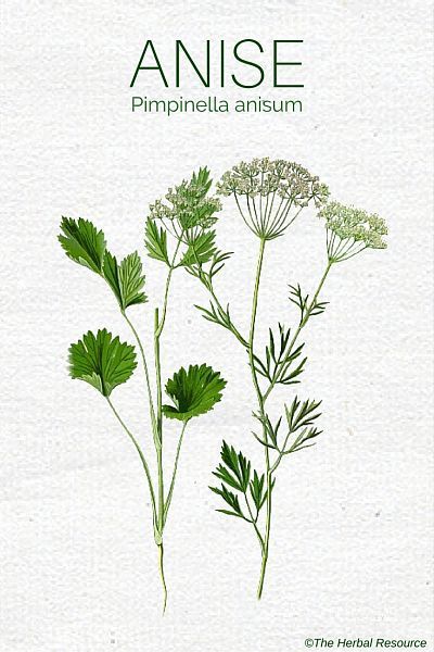 Anise Herb (Pimpinella anisum) - Benefits and Uses Excellent Health, Magia Das Ervas, Anise Seed, Herbal Plants, Herbal Apothecary, Healing Plants, Herbal Healing, Herbs For Health, Wild Plants