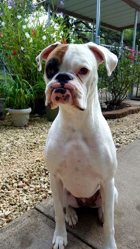 That face! White Boxer Dogs, Boxer Dogs Funny, Animals Tattoo, Boxer And Baby, Funny Boxer, Cute Boxers, Cesar Millan, Boxer (dog), Akita Dog