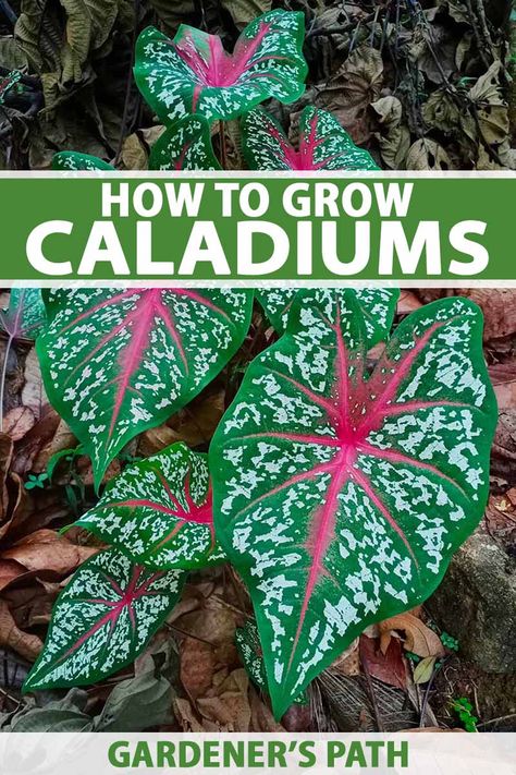 Caladium Garden, Medical Garden, Homestead Gardening, Hardiness Zones, Gardening Plants, Garden Kit, Smart Garden, Oak Hill, Paper Leaves