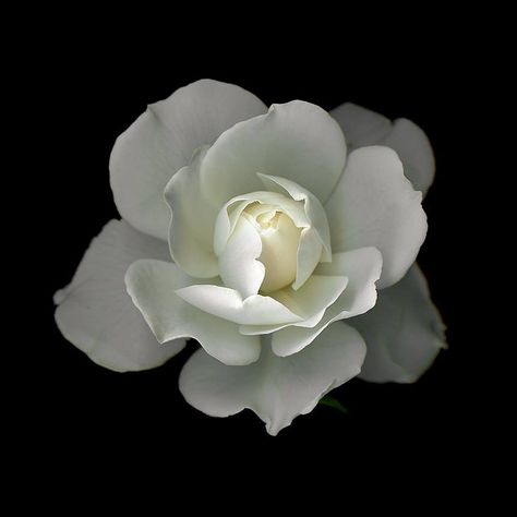 Rose by Magda Indigo White Flower Icon, Rose Overlay, Flowers Black Background, Apartment Wall Art, Apple Iphone Wallpaper Hd, Minimalist Icons, Flower Icons, Dark Flowers, Pretty When You Cry