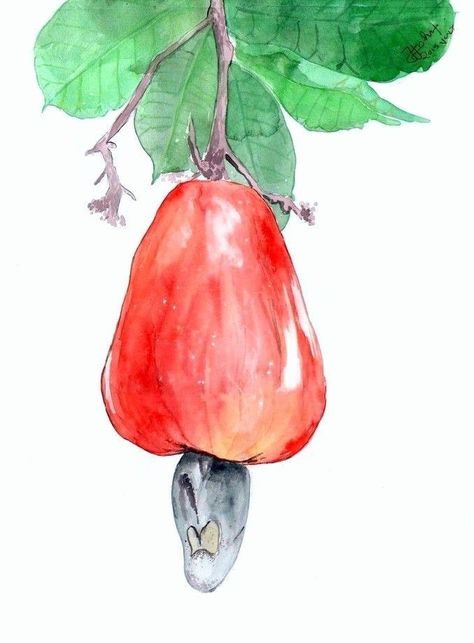 Vintage Tattoo Sleeve, Cashew Fruit, Fruit Watercolor, Fruit Photography, Watercolor Fashion, Fruit Water, Drawing Fashion, Fruit Illustration, Art Corner