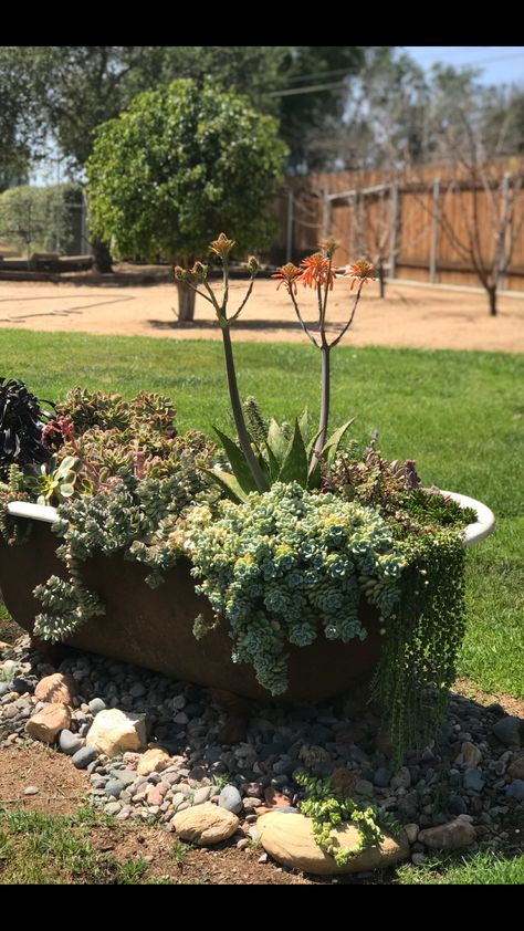 Old claw foot tub flowing over with succulents. Planting In Old Bath Tubs, Clawfoot Tub Planter, Cast Iron Tub Garden, Old Tub Ideas Backyards, Bathtub Garden Planters, Bathtub Planter Ideas, Bathtub Flower Bed, Old Bathtub Ideas Garden Outdoor Baths, Old Bathtub Ideas Garden