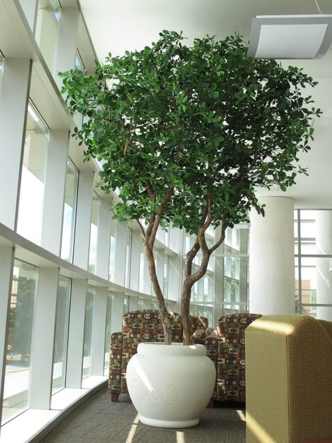 Schools & Libraries - International TreeScapes - Library Interior Design Indoor Tree Plants, Indoor Olive Tree, Trees Indoors, Black Olive Tree, Best Indoor Trees, Kennesaw Georgia, Growing Olive Trees, Potted Olive Tree, Indoor Tree