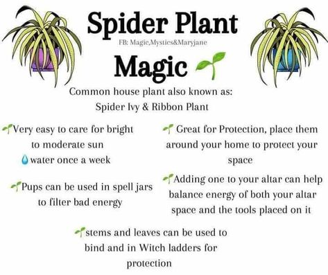 Magic Healing, Common House Plants, Witchy Garden, Magickal Herbs, Green Witchcraft, Plant Magic, Spider Plant, Witch Spirituality, Witch Garden