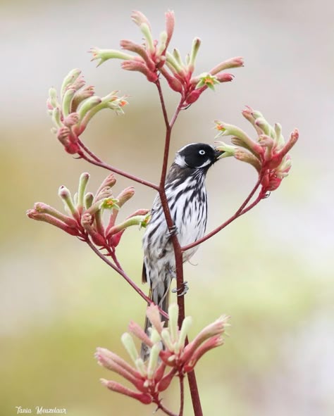 Tania Meuzelaar on Instagram: “New Holland Honeyeater, enjoying a kangaroo paw. Albany Western Australia” Australian Flora And Fauna, Australian Illustration, Kangaroo Photography, Kangaroo Paw Flower, Kangaroo Paw Plant, Nature To Draw, New Holland Honeyeater, Nature Pottery, Sgraffito Ideas