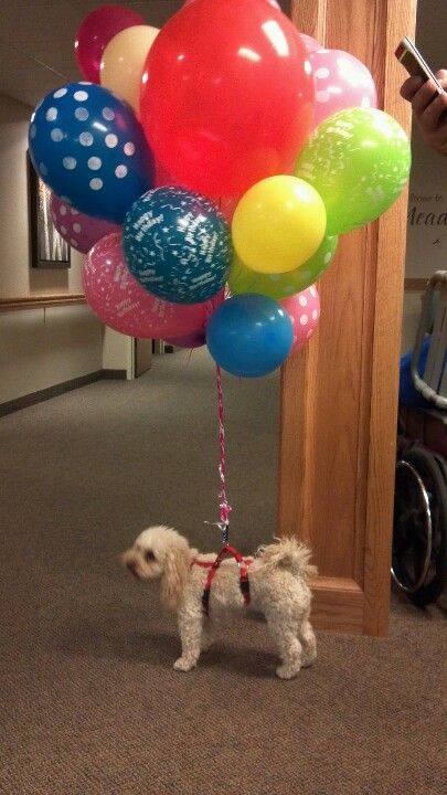 My puppy and husband brought me birthday balloons! :) Bunch Of Balloons, Dog Grooming Clippers, Dog Tie, To My Dog, Birthday Shoot, My Puppy, Mans Best Friend, Birthday Balloons, Dog Grooming