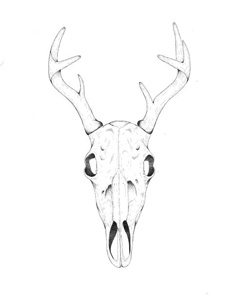 Digital illustration of a deer skull. Moose Skull Drawing, Deer Skull Drawing Simple, Deer Skull Drawing, Moose Skull, Special Drawings, Deer Skull Tattoos, Deer Skull Art, Bison Skull, Skull Art Print