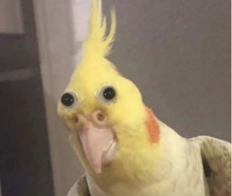 Cursed Image, Funny Parrots, Funny Animal Photos, Funny Birds, Silly Animals, Reaction Images, Animal Photos, Reaction Memes, Little Animals