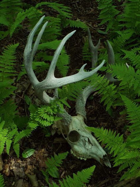 Final Resting Place by LeeAnn Hughes-Mastin Deer Skull Aesthetic, Bone Hunting, Deer Skeleton, Skull Reference, Baba Jaga, Animal Skeletons, Vulture Culture, Animal Skull, Dark Nature Aesthetic