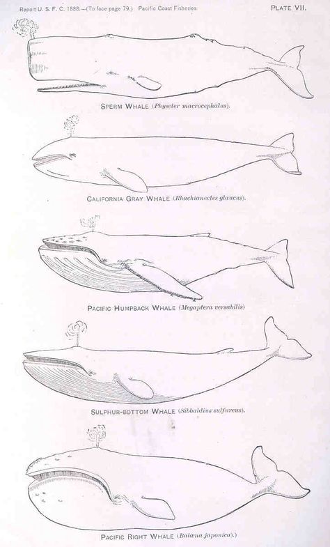 Sperm Whale (Physeter macrocephalus);; California Gray Whale (Rhachianectes glaucus);; Pacific Humpback Whale (Megaptera versabilis);; Sulphur-Bottom Whale (Sibbaldius sulfureus);; Pacific Right Whale (Balaenia japonica) - Freshwater and Marine Image Bank - University of Washington Digital Collections Humpback Whale Tattoo, Right Whale, Whale Drawing, Whale Illustration, Gray Whale, Sperm Whale, Whale Art, Lukisan Cat Air, Humpback Whale