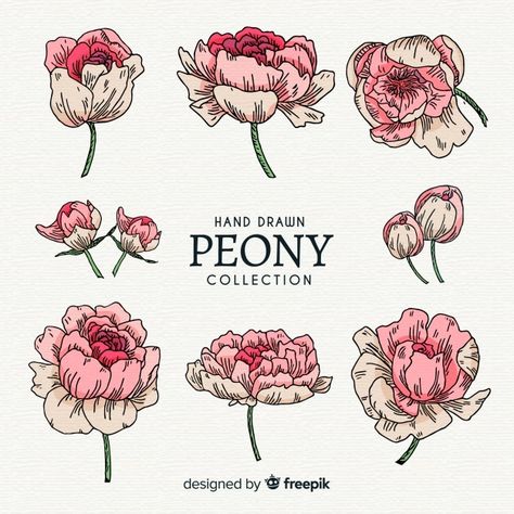 Peony Flowers Drawing, Painted Peony, How To Draw Peonies, Peony Art Illustration, Peonies Drawing Simple, Peony Outline, Peonies Art, Peony Flower Drawing, Peonies Drawing