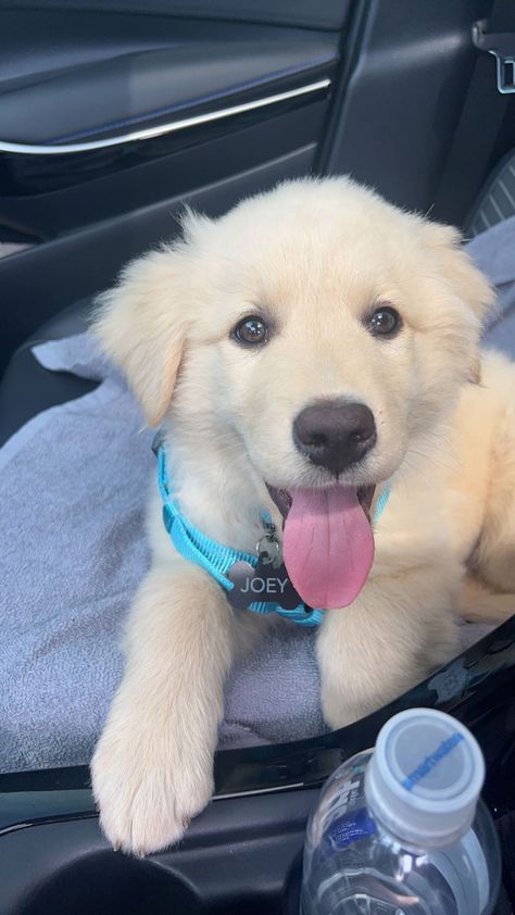 Lab & Great Pyrenees mix Great Pyrenees Puppy, Pyrenees Puppies, Puppy Mills, Great Pyrenees, Tiny Dogs, Pyrenees, Guard Dogs, Dog Hair, Working Dogs