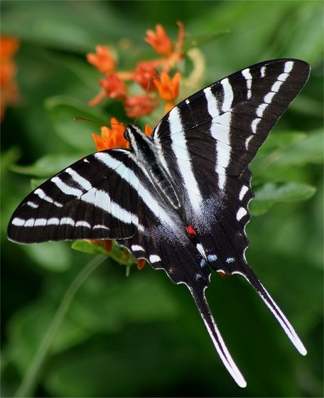 Zebra Swallowtail butterfly (Protographium marcellus), Southeastern US north to southern Canada. Anywhere its sole larval food plant is found, the paw paw (Asimina sp.). Zebra Swallowtail Butterfly, Zebra Swallowtail, Real Butterfly Wing Jewelry, Butterfly Wing Jewelry, Real Butterfly Wings, Moth Caterpillar, Butterfly Species, Real Butterfly, Wing Jewelry