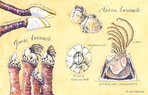 Barnacles! | Drawn In Barnacles Art, Barnacle Art, Gcse Textiles, Nature Exploration, Minerals Museum, Wood Company, Scale Drawing, History Images, Sketchbook Art Journal