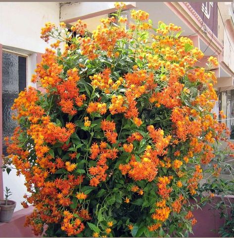 Senecio confusus, mexican flame vine Mexican Flame Vine, Flame Vine, Tropical Greenhouses, Backyard Plants, Lily Bulbs, Flower Window, Garden Compost, Beautiful Plants, Garden Soil