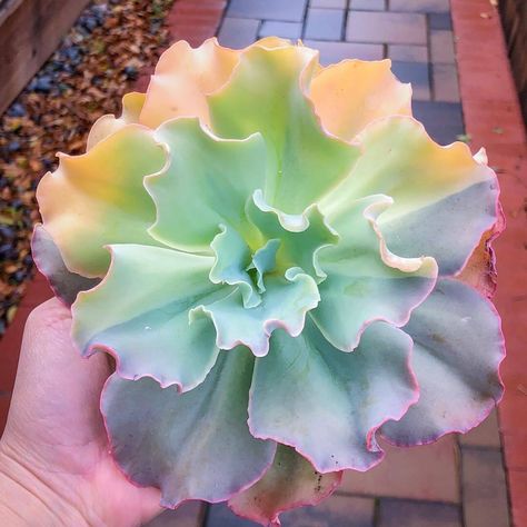 Succulent Plants on Instagram: “🌵Echeveria Shaviana Curly Variegated 🧐😎😙 📷 by @succulent.cabin” Rainbow Succulent, Inside Plants, Succulent Gardening, Indoor Gardens, Succulents Indoor, Hardy Plants, Cactus Y Suculentas, Cactus Garden, Mother Plant