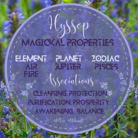 Hyssop Magical Properties, Witchy Plants, Personal Philosophy, Herbal Witch, Wicca Recipes, Spell Bottles, Tub Tea, Magickal Herbs, Witch Herbs