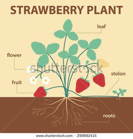 parts of a strawberry plant Asexual Plants, Strawberry Plant, Strawberry Farm, Strawberry Garden, Berry Bushes, Spring Preschool, Growing Strawberries, Plant Vector, Plant Information