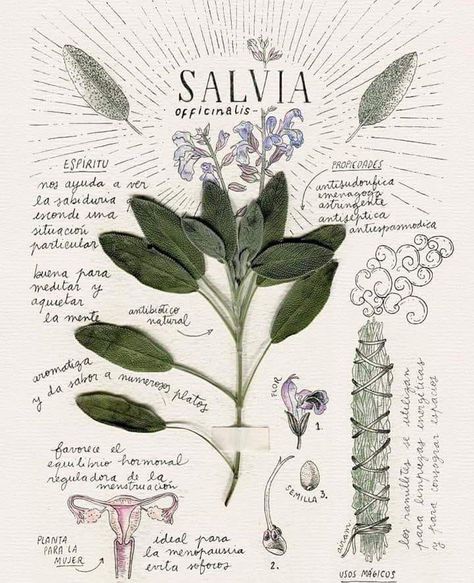 Apothecary Herbs, Botanical Sketchbook, Field Journal, Bullet Art, Salvia Officinalis, Magia Das Ervas, Plant Journal, Plant Book, Plant Guide