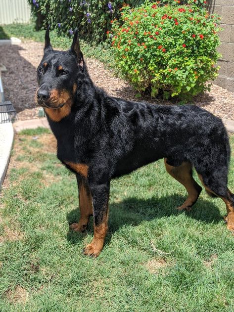 Cocasian Dogs, Rottweiler Doberman Mix Dogs, Dog Photos Funny, Velcí Psi, Beauceron Dog, Doberman Mix, Smartest Dog Breeds, Celebrity Dogs, Rare Dogs