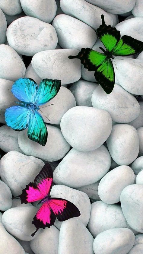 Download Butterflies Beauty Wallpaper by CarlaAltumTimAltum - 24 - Free on ZEDGE™ now. Browse millions of popular butterflies Wallpapers and Ringtones on Zedge and personalize your phone to suit you. Browse our content now and free your phone Cool Backgrounds For Iphone, Butterfly Wallpaper Backgrounds, Flower Wallpapers, Butterfly Wallpaper Iphone, मोबाइल वॉलपेपर, Beauty Wallpaper, Wallpaper Nature Flowers, Flower Phone Wallpaper, Pretty Wallpaper Iphone